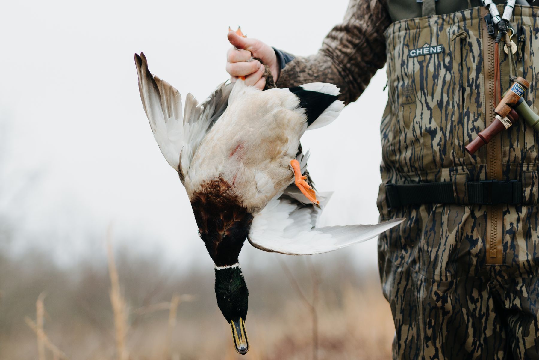 Drake mallards hung on a flooded timber tree at first light
